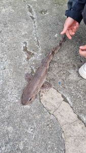 Lesser Spotted Dogfish (Small Spotted Catshark)