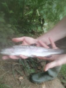 Rainbow Trout