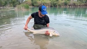 Sturgeon