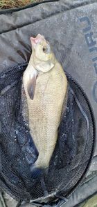 Common Bream