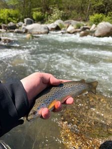 Brown Trout