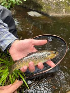 Brown Trout