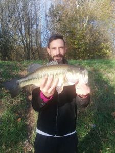 Largemouth Bass