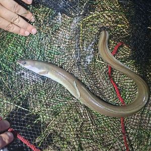 European Eel (Common Eel)