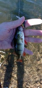 European Perch