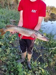 Northern Pike