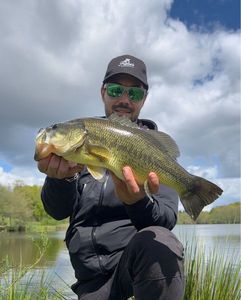 Largemouth Bass