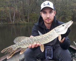 Northern Pike