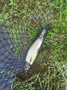 Grayling