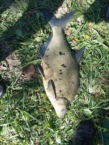 Common Bream