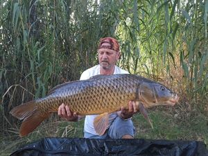 Common Carp
