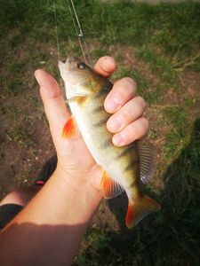 European Perch