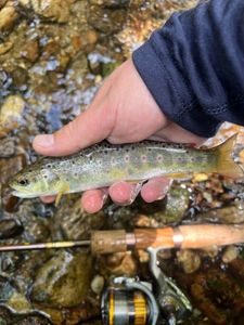 Brown Trout