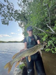 Northern Pike