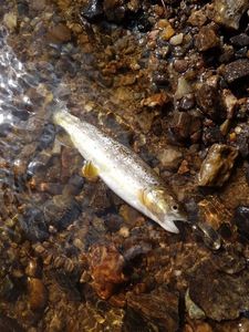 Brown Trout