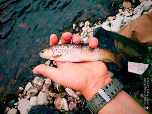 Brown Trout
