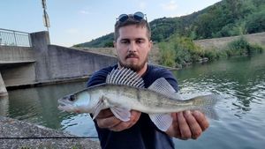 Zander