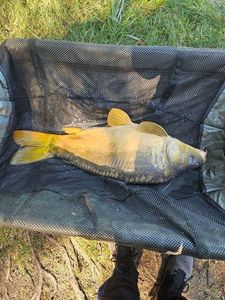 Mirror Carp