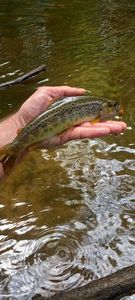 Brown Trout