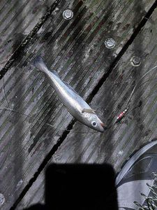 Whiting