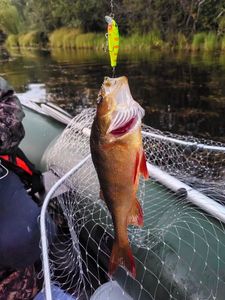 European Perch