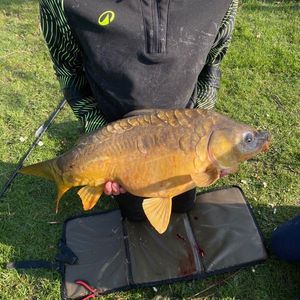 Mirror Carp