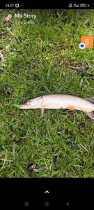 Northern Pike
