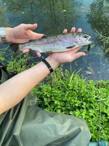 Rainbow Trout