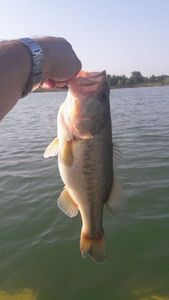 Smallmouth Bass