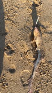 Nursehound