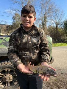 Brown Trout