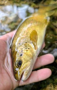 Brown Trout