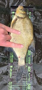 Common Bream