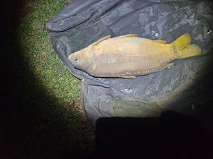 Leather Carp