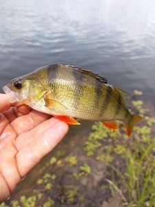 European Perch