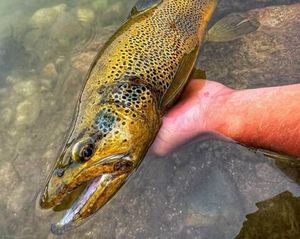 Brown Trout