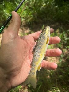 Brown Trout