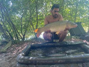 Common Carp