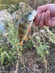 European Perch