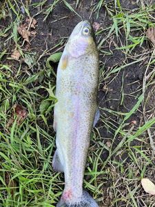 Lake Trout