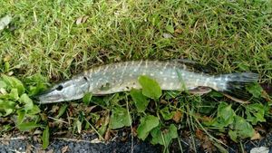 Northern Pike
