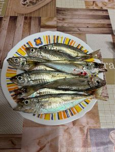 Talang Queenfish