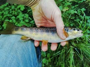Brown Trout