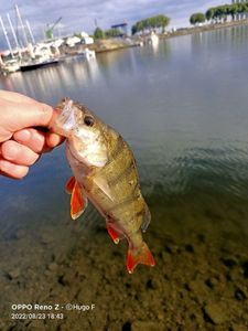 European Perch