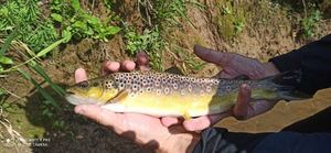 Brown Trout