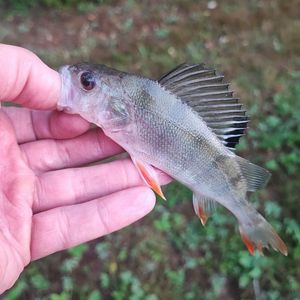 European Perch