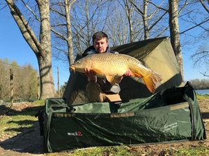 Common Carp