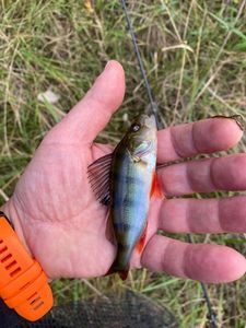 European Perch