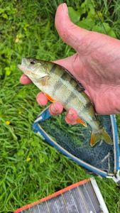 European Perch