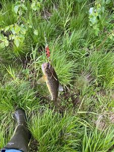 Brown Trout